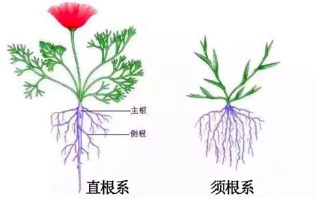 花根 意思|花根的解释